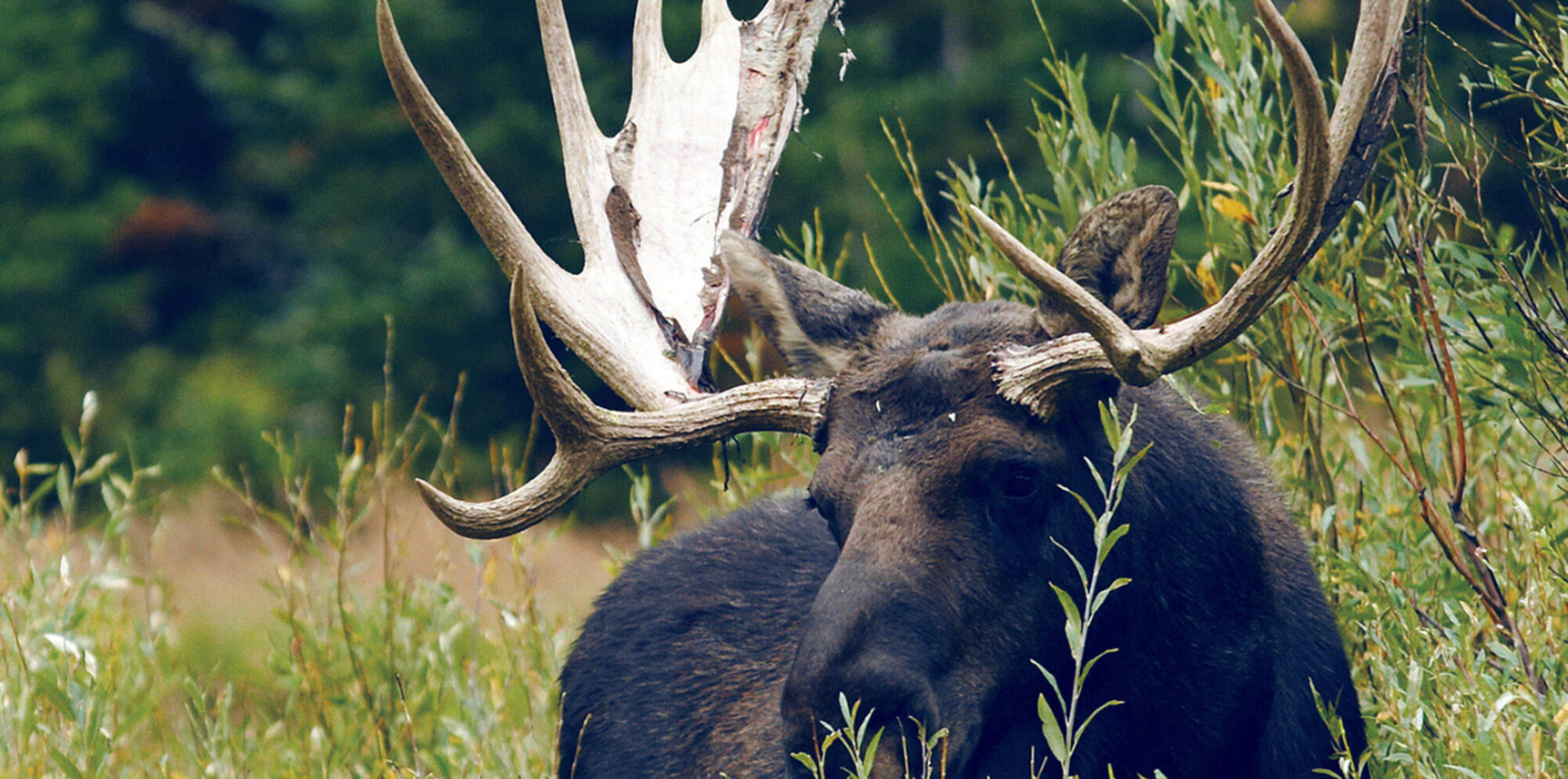Jackson Hole Lodge Zewnętrze zdjęcie